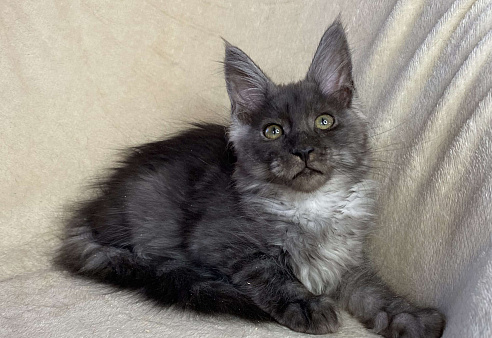 Черная дымчатая девочка мейн кун Wlasta