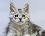 Кошки в Москве: Мейн кун котенок Мальчик, Бесплатно - фото 6