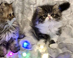 Кошки в Москве: Персидский котенок  Мальчик, 24 000 руб. - фото 5