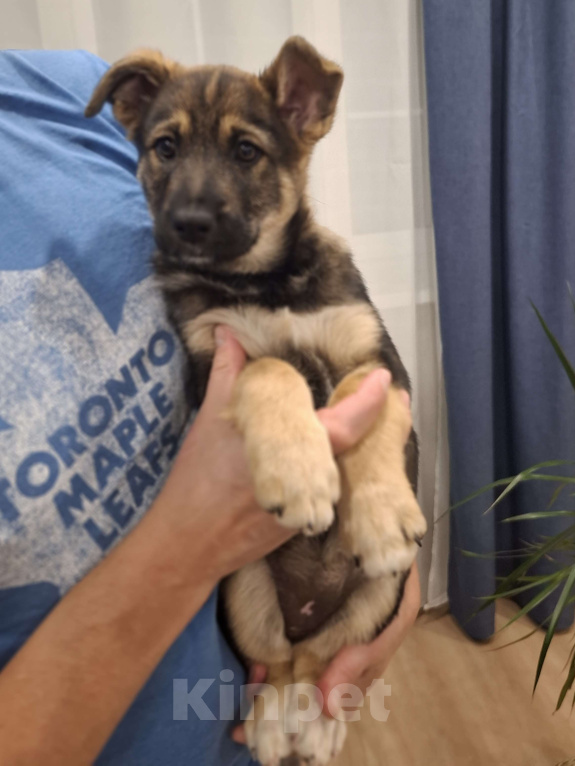 Собаки в других городах Московской области: Щенки метиса бордер-колли и бельгийской овчарки Девочка, 1 000 руб. - фото 2