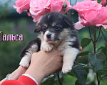 Собаки в Москве: Щенки Вельш Корги Пемброк Девочка, 45 000 руб. - фото 6