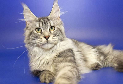 Мейн кун котенок