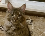 Кошки в Туле: Мейн-кун котята и подростки Девочка, 20 000 руб. - фото 3