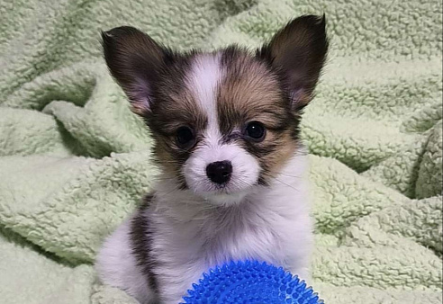 Папийон девочка соболь 