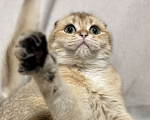 Кошки в Москве: Шотландский вислоухий котенок Девочка, 40 000 руб. - фото 5