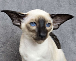 Кошки в Иркутске: Ориентальный котенок Мальчик, 120 000 руб. - фото 1