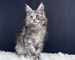 Кошки в Москве: Котенок Мейн Кун Девочка, 60 000 руб. - фото 4