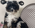 Собаки в Одинцово: Щенок китайской хохлатой собаки Девочка, 40 000 руб. - фото 4