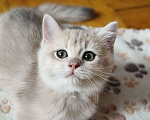 Кошки в Санкт-Петербурге: Продаются чистокровные котята британской шиншиллы Мальчик, Бесплатно - фото 6