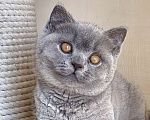Кошки в Москве: Британские к/ш котята  Мальчик, Бесплатно - фото 6