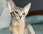Кошки в Краснодаре: Абиссинский котенок голубого окраса  Девочка, 75 000 руб. - фото 3