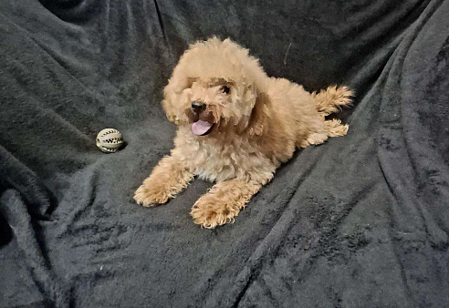 Той пудель девочка