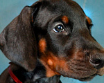 Собаки в Санкт-Петербурге: Щенок добермана Антуан Мальчик, 130 000 руб. - фото 1