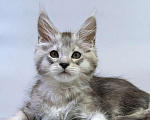 Кошки в Москве: Мейн кун котенок Мальчик, Бесплатно - фото 5