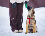 Собаки в других городах Московской области: Веселый парень Рокки хочет домой Мальчик, Бесплатно - фото 3