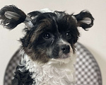 Собаки в Одинцово: Щенок китайской хохлатой собаки Девочка, 40 000 руб. - фото 6