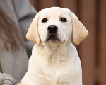 Собаки в Санкт-Петербурге: Породные Щенки  Лабрадора  Мальчик, Бесплатно - фото 3