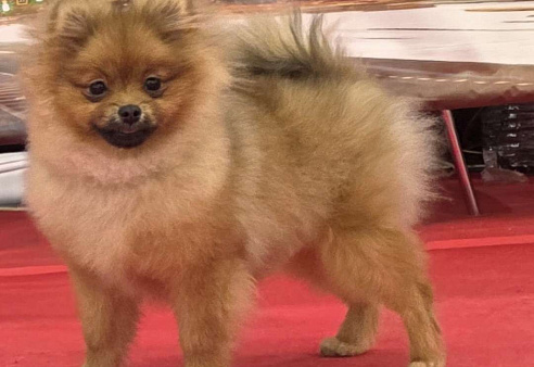 Померанский шпиц девочка