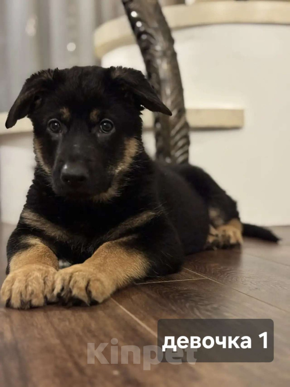 Собаки в Новосибирске: Щенки Немецкой овчарки Разнополые, 20 000 руб. - фото 2