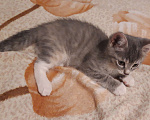 Кошки в Барнауле: Милая маленькая кошечка Девочка, Бесплатно - фото 2
