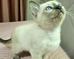 Кошки в Санкт-Петербурге: Тайский котенок Мальчик, 70 000 руб. - фото 1