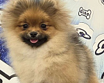 Собаки в Санкт-Петербурге: щенок померанского шпица Девочка, 60 000 руб. - фото 3