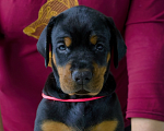 Собаки в Москве: Щенок добермана Девочка, 100 000 руб. - фото 1