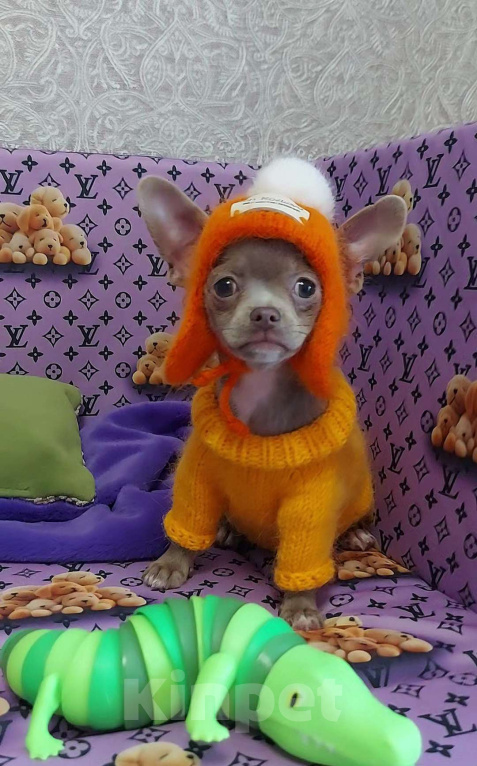 Собаки в Новосибирске: Девочка Чихуахуа Девочка, Бесплатно - фото 2