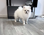 Собаки в Воронеже: Самец померанского шпица, белый Мальчик, 40 000 руб. - фото 2