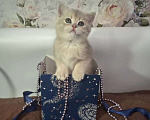 Кошки в Москве: Весна Девочка, 40 000 руб. - фото 1