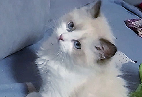 Рэгдолл котенок девочка