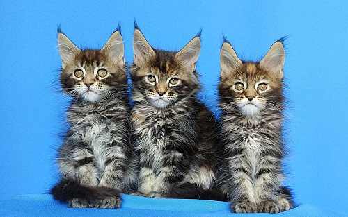 Котята Мейн-Кун Девочки