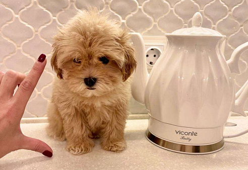 Малыш Мальтипу f1