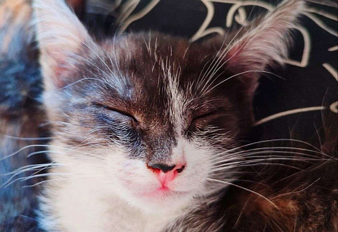 Метис египетского мау 