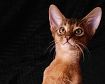 Кошки в Москве: Абиссинские котята Мальчик, 65 000 руб. - фото 1