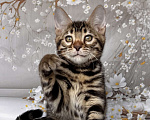 Кошки в Москве: Бенгальский котёнок  Девочка, Бесплатно - фото 1