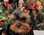 Собаки в Москве: Йоркширский терьер, девочка Девочка, 55 000 руб. - фото 2