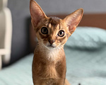 Кошки в Краснодаре: Абиссинский котенок дикого окраса Девочка, 75 000 руб. - фото 5
