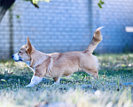 Собаки в других городах Воронежской области: Щенок Вельш Корги Пемброк Девочка, 50 000 руб. - фото 2