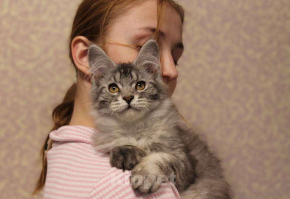 Кошки в Раменском: Муйн кун котятки Девочка, 40 000 руб. - фото 3