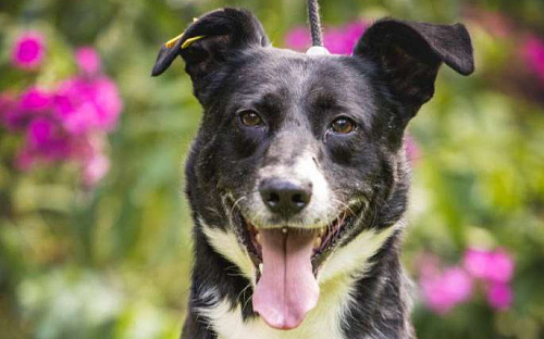 Ромео - Ваш спокойный и добрый друг ❤