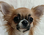 Собаки в Новосибирске: Щенки Чихуахуа Девочка, 130 000 руб. - фото 3