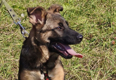 Щенок Лео ищет дом