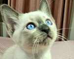 Кошки в Санкт-Петербурге: Тайский котенок Мальчик, 70 000 руб. - фото 3