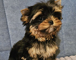 Собаки в Москве: Небольшая девочка йорка  Девочка, 120 000 руб. - фото 3