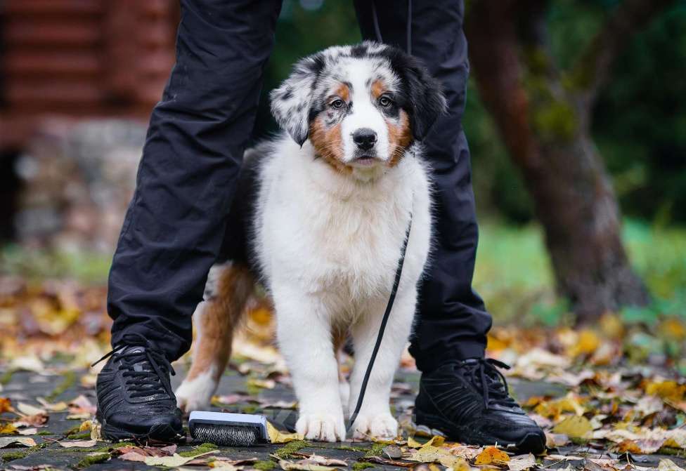 Собаки в Звенигороде: Щенки австралийской овчарки   Мальчик, 90 000 руб. - фото 1