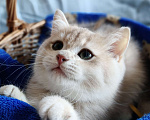 Кошки в Санкт-Петербурге: Продаются чистокровные котята британской шиншиллы Мальчик, Бесплатно - фото 5