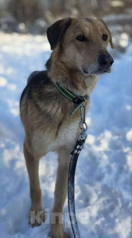 Собаки в Королеве: Нежная и доверчивая Лира. Девочка, Бесплатно - фото 2