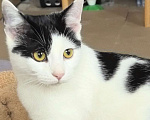 Кошки в Москве: Котёнок Смурфик ищет семью! Мальчик, Бесплатно - фото 5