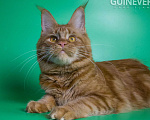 Кошки в других городах Воронежской области: Guinevere Dark Flame Девочка, 50 000 руб. - фото 2